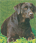 picture of  black labrador retriever