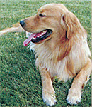 picture of golden retreiver dog
