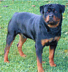 picture of  rotweiler