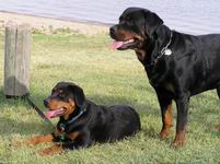 picture of rotweiler and puppy