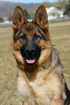 picture of german shepherd schutzhund