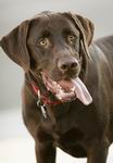 picture of  chocolate lab