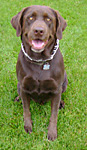 Chocolate Lab