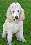 Standard Poodle