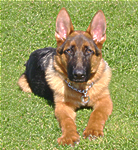 Germain Shepherd Dog Training