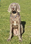 Weimaraner