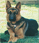 German Shepherd