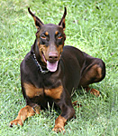 picture of  doberman pincer